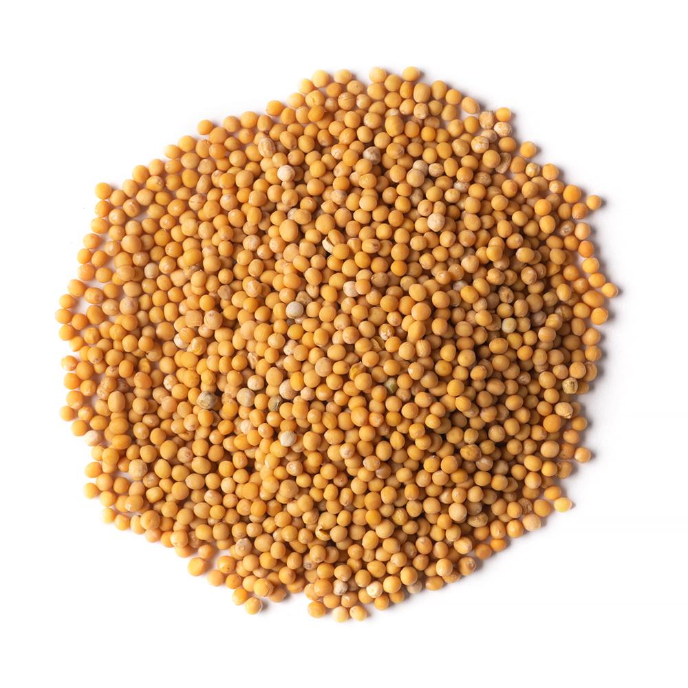 Gathering Place Trading Organic Yellow Mustard Seeds | Senior Daily Living | Overseas Purchasing